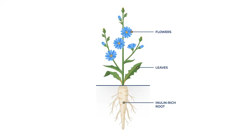 The chicory plant stores inulin, a prebiotic carbohydrate, in its thick taproot.