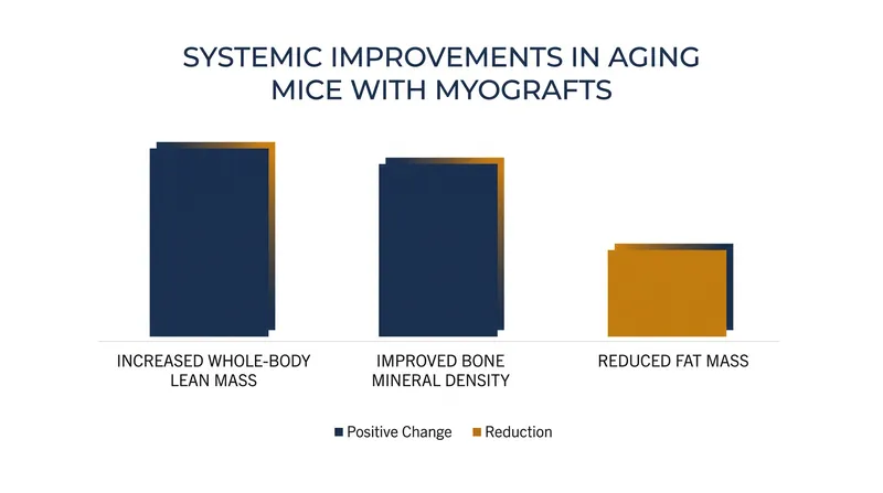 Preclinical models demonstrate that self-contracting muscle grafts can trigger widespread metabolic improvements.