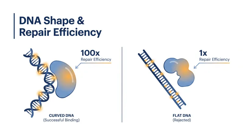 Repair enzymes are up to 100 times more efficient at fixing damage when the DNA helix bends favorably.