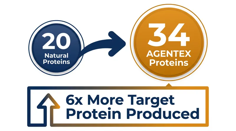 By engineering custom tRNAs and ribosomes, the AGENTEX system expands the available amino acid alphabet from 20 to 34.