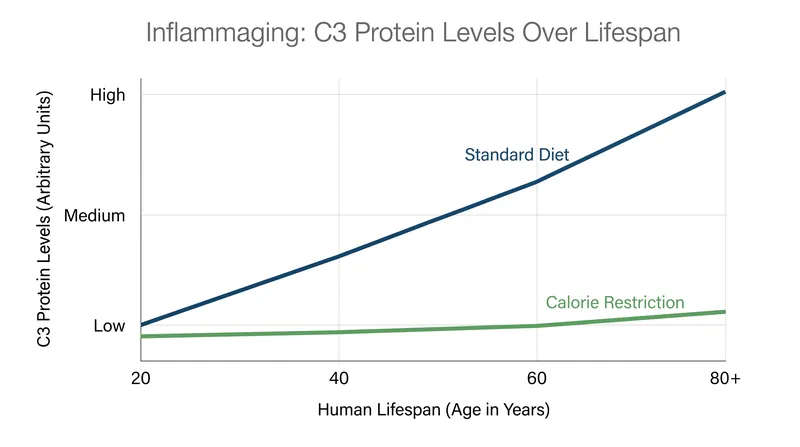 C3 protein levels naturally rise with age, driving chronic inflammation, but calorie restriction helps maintain youthful baselines.