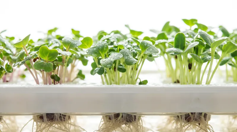 Microgreens and specialty herbs have been the primary focus of vertical farms due to their short growth cycles and premium pricing.