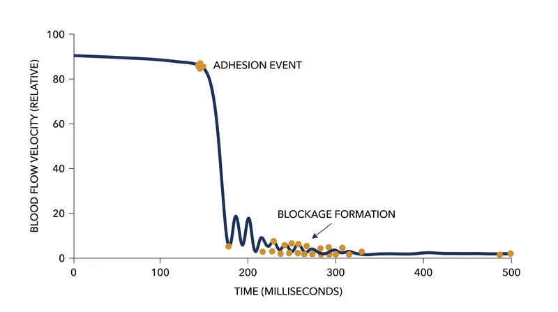 Capillary blockages can form in a matter of seconds once an initial red blood cell adheres to the vessel wall.