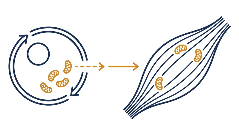 Mitochondrial transplantation involves moving energy-producing organelles into targeted tissue—a process WADA has now explicitly banned for performance enhancement.