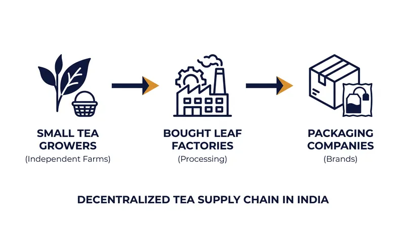 How decentralized sourcing complicates traceability in the modern tea industry.
