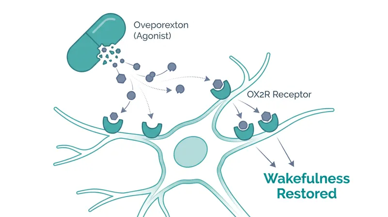 Orexin agonists work by binding directly to the brain's surviving receptors, replacing the missing chemical signal.
