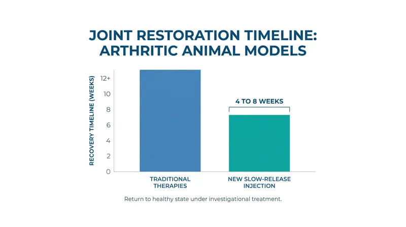 In preclinical trials, the slow-release injection restored damaged joints in a matter of weeks.