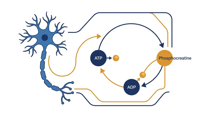 How phosphocreatine acts as a rapid-response energy reserve, donating a phosphate to regenerate ATP when the brain's energy demands spike.