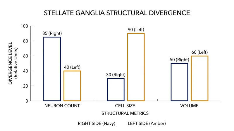 Structural divergence: Exercise drives the right side to prioritize density and the left side to prioritize cell size.