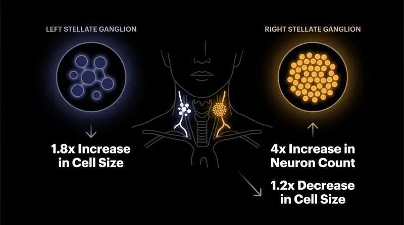 The right ganglion multiplies its cells while shrinking them, whereas the left ganglion grows larger individual cells.