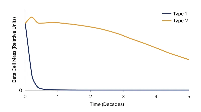Beta cell mass declines rapidly in Type 1 due to autoimmune attack, but slowly in Type 2 due to cellular exhaustion.