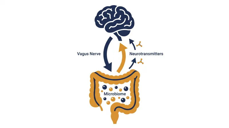The vagus nerve serves as the primary physical pathway for signals between the gut and the brain.