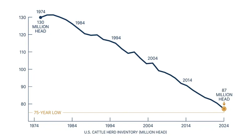 The U.S. cattle herd has shrunk to its lowest level in roughly 75 years, forcing meatpackers to consolidate their operations.