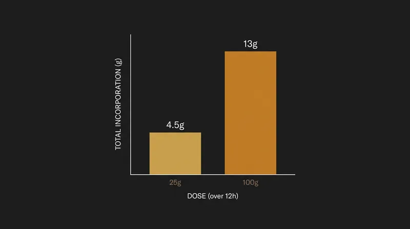 A 100-gram protein dose yields nearly three times the total muscle incorporation of a 25-gram dose over a 12-hour period.
