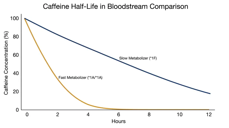 Fast metabolizers clear caffeine in a fraction of the time it takes slow metabolizers, preventing the compound from stacking in the bloodstream.