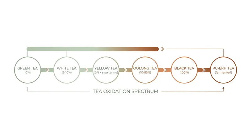 The oxidation spectrum that defines the six main categories of tea.