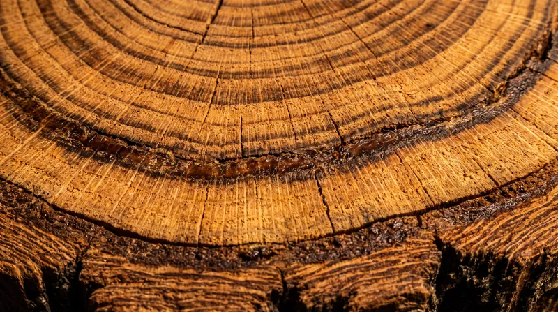 Dendrochronology uses the unique patterns of tree rings to pinpoint exact calendar years.