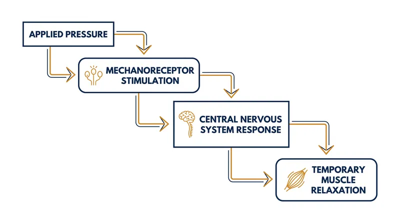 The neurological pathway of self-myofascial release.
