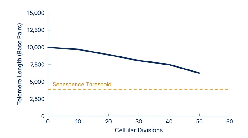 A healthy human cell consumes roughly 37.5% of its starting telomere length before reaching the Hayflick limit and entering senescence.