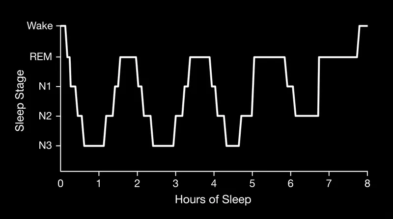 Deep sleep dominates the first half of the night, while REM sleep periods lengthen toward morning.