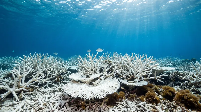 Prolonged marine heatwaves are triggering mass coral bleaching events and disrupting coastal ecosystems.