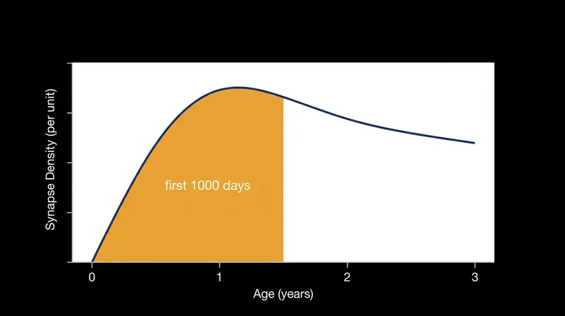 The brain forms more than a million new neural connections every second during the first few years of life.