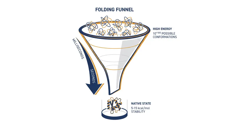 Proteins do not search randomly; they follow an energy landscape down a 'folding funnel' to reach their most stable state.