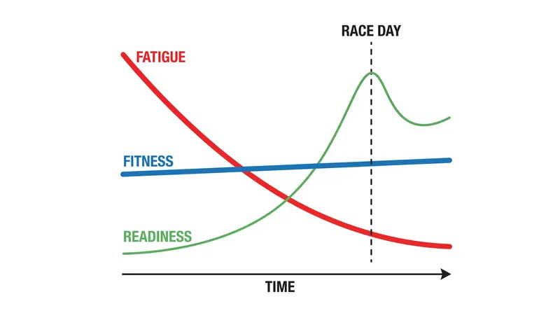 The goal of tapering is to shed fatigue faster than fitness declines, creating a window of peak readiness.
