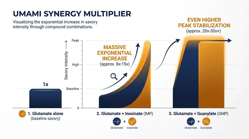 When nucleotides like IMP or GMP combine with glutamate, the receptor's signal to the brain is amplified exponentially.