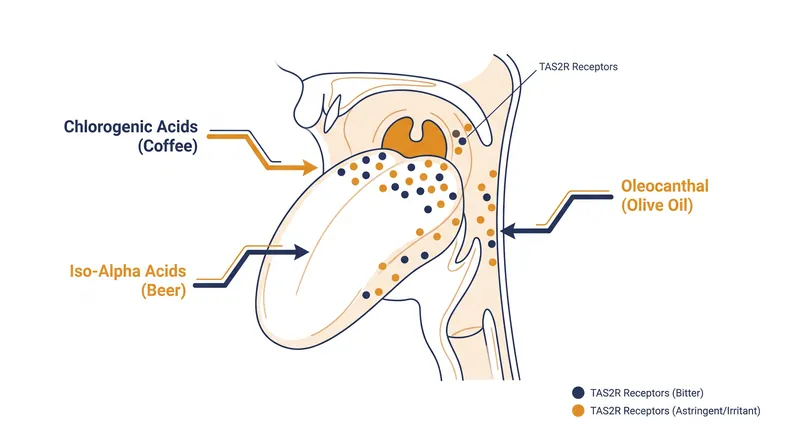 Different bitter compounds activate specific TAS2R receptors located across the tongue and throat.