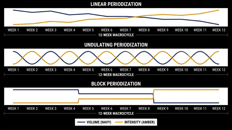 How volume and intensity fluctuate across the three primary periodization models.