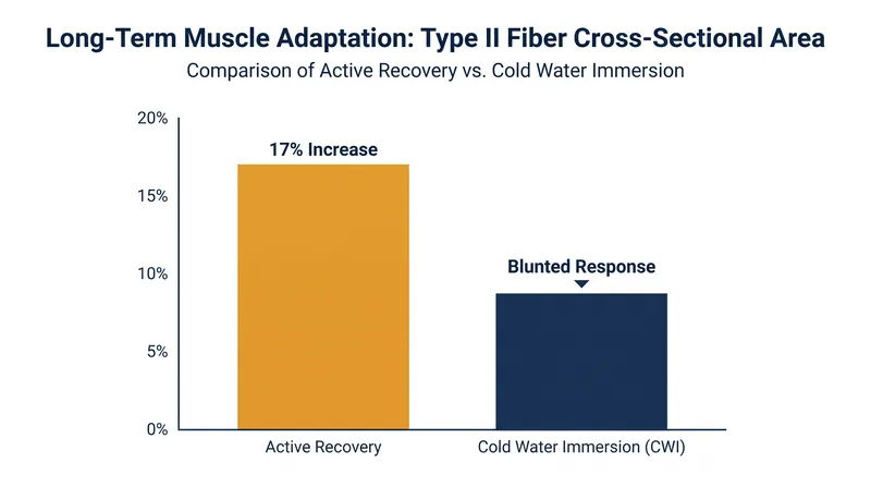 Active recovery yields significantly higher increases in Type II muscle fiber size compared to immediate cold water immersion.