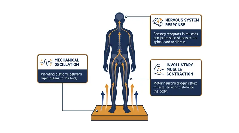 The rapid displacement of the vibration plate triggers involuntary micro-contractions to maintain posture.