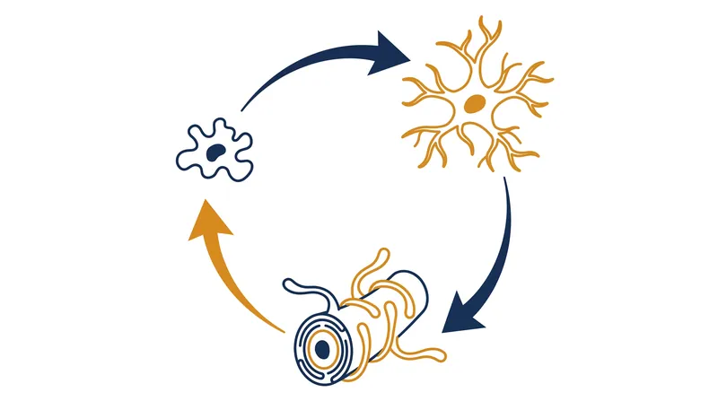 During chronic inflammation, the normal supportive crosstalk between glial cells can devolve into a destructive feedback loop.