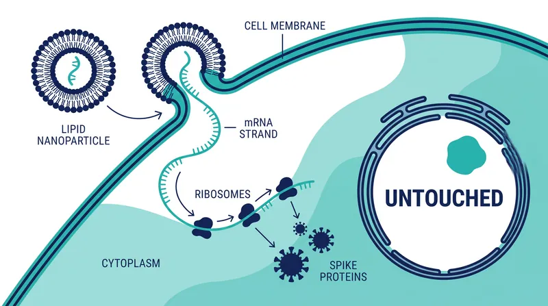 mRNA vaccines deliver instructions to the cytoplasm, never entering the cell's nucleus.