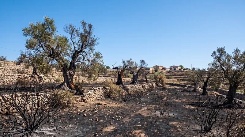 The fires destroyed thousands of hectares of woodland and agricultural infrastructure.