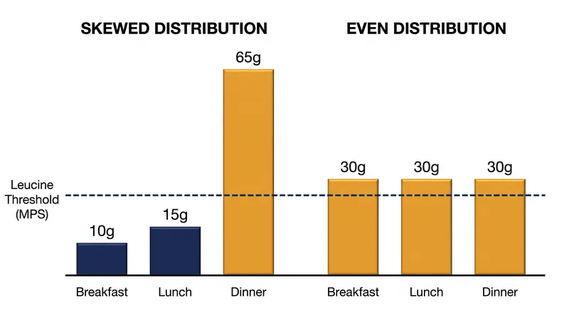Evenly distributing protein intake ensures the body crosses the anabolic threshold multiple times per day.