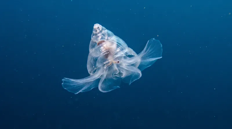 Pteropods, or 'sea butterflies', rely on a highly soluble form of calcium carbonate, making them early victims of corrosive ocean chemistry.
