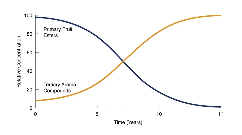 As primary fruit esters hydrolyze over time, complex tertiary aromas develop to take their place.