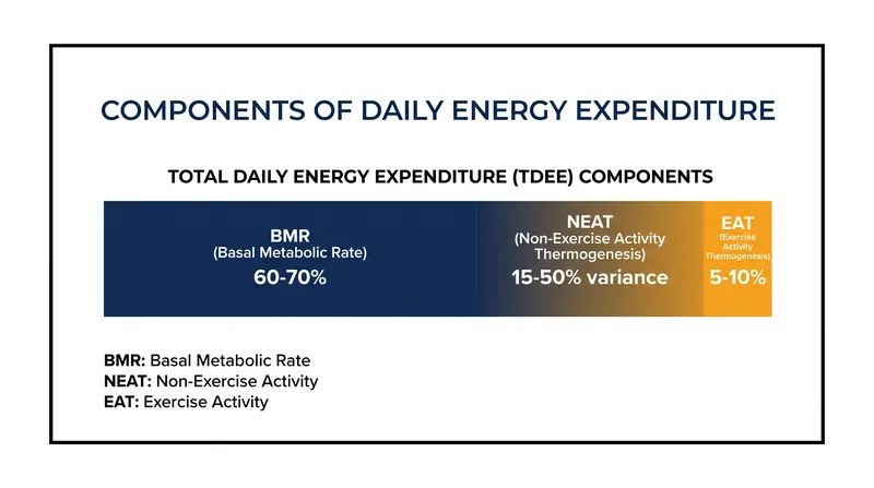 Basal Metabolic Rate makes up the majority of daily energy expenditure, but NEAT is the most variable component.