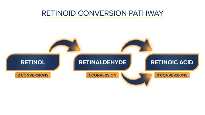 The metabolic pathway of topical retinoids dictates their speed and irritation potential.