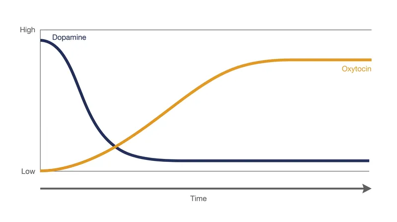 As the dopamine-driven high of early attraction fades, oxytocin levels rise to sustain long-term attachment.
