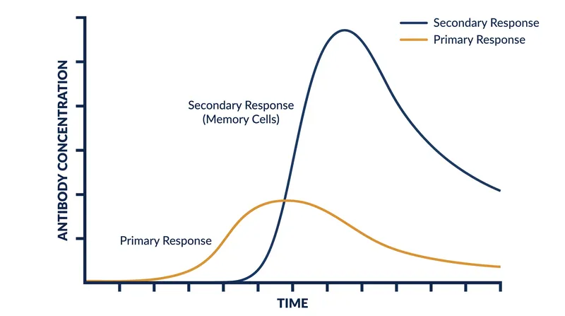 Immunological memory allows for an exponentially faster and stronger response upon re-exposure to a pathogen.