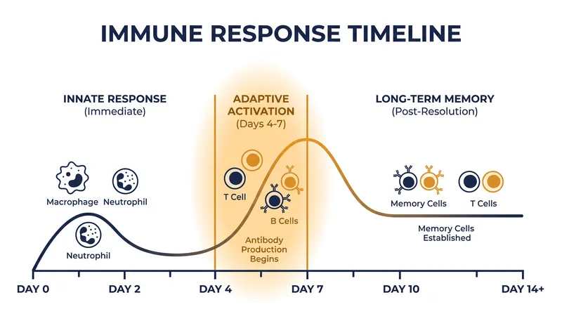 The adaptive immune response requires several days to scale up during a first exposure.