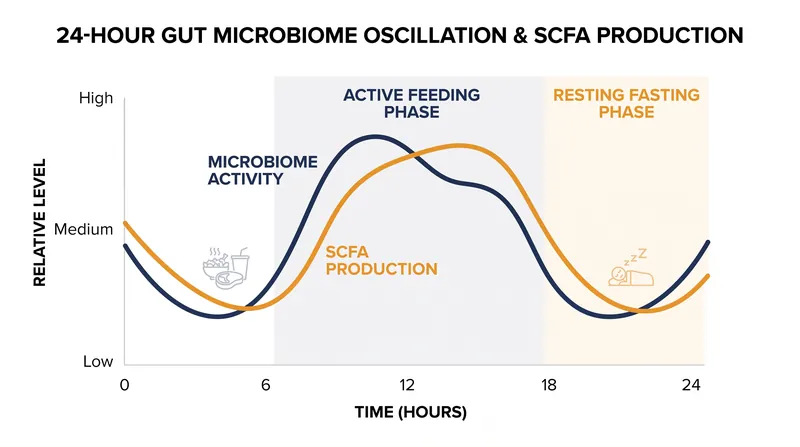 The gut microbiome operates on a diurnal rhythm, requiring a daily fasting period for cellular repair.