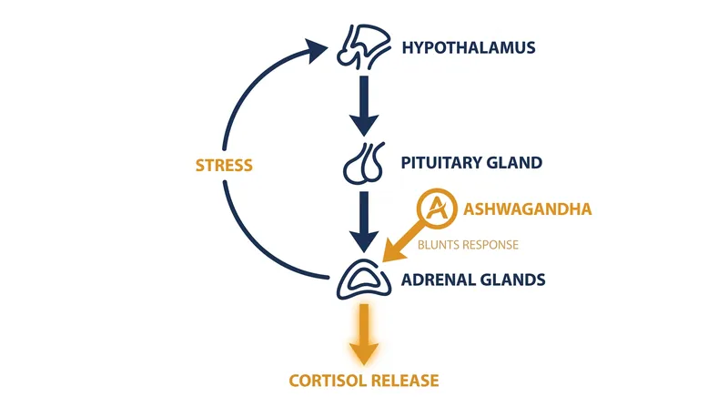 Ashwagandha intervenes in the HPA axis to reduce the secretion of the stress hormone cortisol.