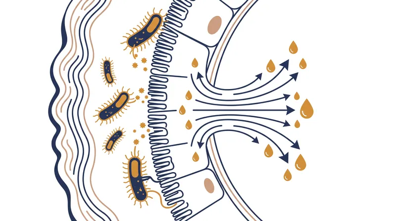 Bacterial enterotoxins force intestinal cells to rapidly secrete fluid, causing sudden symptoms.