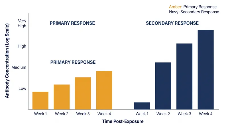 Immunological memory allows for a faster and stronger response upon reinfection.