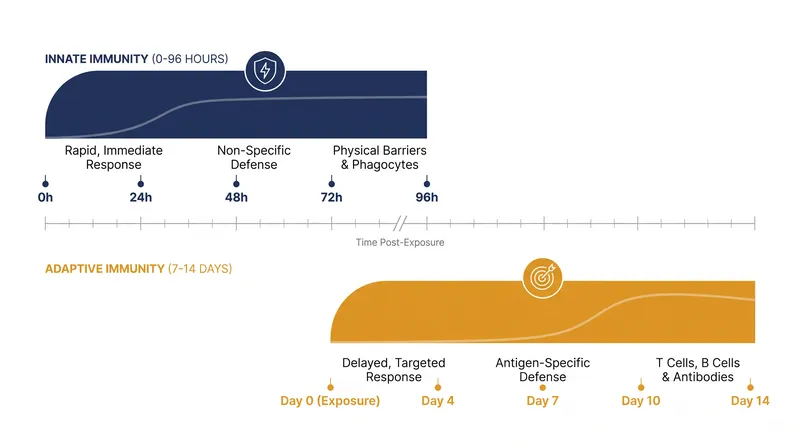 Innate immunity responds immediately, while adaptive immunity takes days to mobilize.