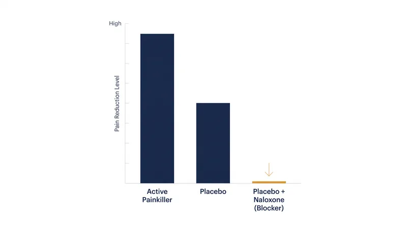 Administering the opioid-blocker naloxone completely reverses expectation-driven placebo analgesia, proving the effect is biochemical.